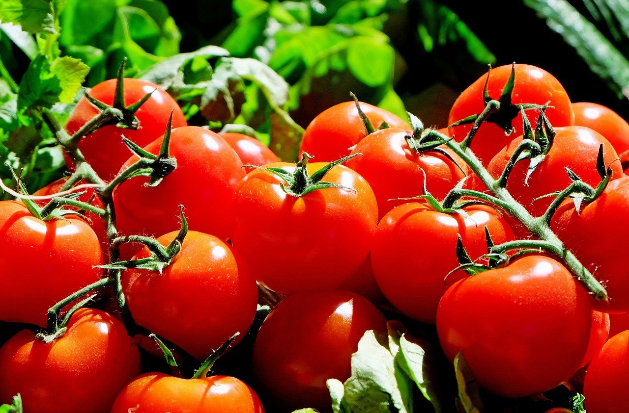 टोमॅटोचे सुधारित लागवड तंत्रज्ञान Tomato in Marathi 2021