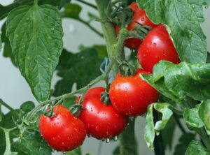 टोमॅटोचे सुधारित लागवड तंत्रज्ञान Tomato in Marathi 2021